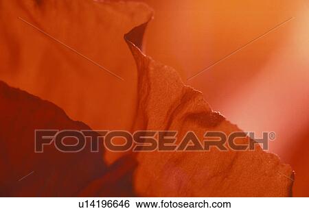 blooms, background, bloom, Bernhard, beauty, abloom View Large Photo Image Stock Photograph - blooms, background, bloom, Bernhard, beauty, abloom. Fotosearch