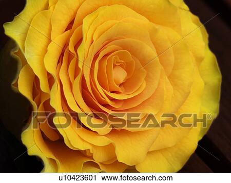 blooms, bright, dark, edelrosen, flora, flowers, focus View Large Photo Image Stock Image - blooms, bright, dark, edelrosen, flora, flowers, focus. Fotosearch