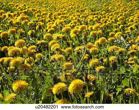 Stock Image - blossom, alfred, bloom, background, Austria, abloom. Fotosearch
