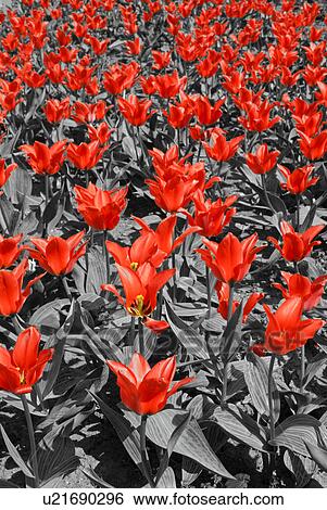 Stock Photograph - blossom, Austria, blooms, black, background, artful. Fotosearch