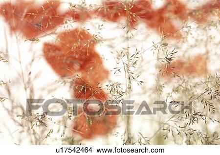 blossom, background, blooms, bloom, Bernhard, abloom View Large Photo Image Picture - blossom, background, blooms, bloom, Bernhard, abloom. Fotosearch