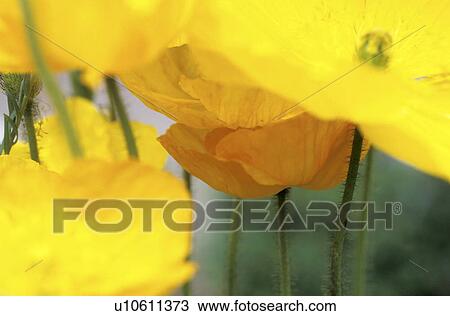 blossom, background, blooms, bloom, Bernhard, abloom View Large Photo Image Stock Image - blossom, background, blooms, bloom, Bernhard, abloom. Fotosearch