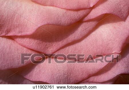 Stock Image - blossom, background, blooms, bloom, Bernhard, abloom. Fotosearch