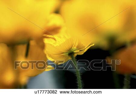 blossom, background, blooms, bloom, Bernhard, abloom View Large Photo Image Stock Image - blossom, background, blooms, bloom, Bernhard, abloom. Fotosearch