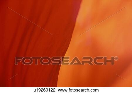 Stock Image - blossom, background, blooms, bloom, Bernhard, abloom. Fotosearch