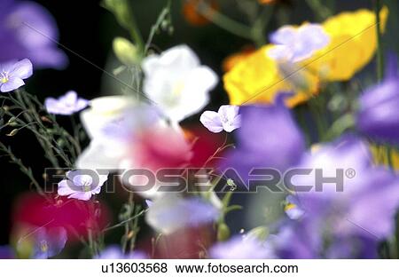 blossom, background, blooms, bloom, Bernhard, abloom View Large Photo Image Stock Photo - blossom, background, blooms, bloom, Bernhard, abloom. Fotosearch