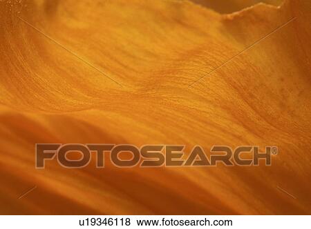 Stock Photo - blossom, background, blooms, bloom, Bernhard, abloom. Fotosearch