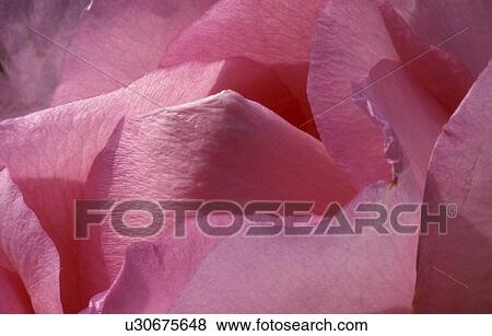 Stock Photo - blossom, background, blooms, bloom, Bernhard, abloom. Fotosearch
