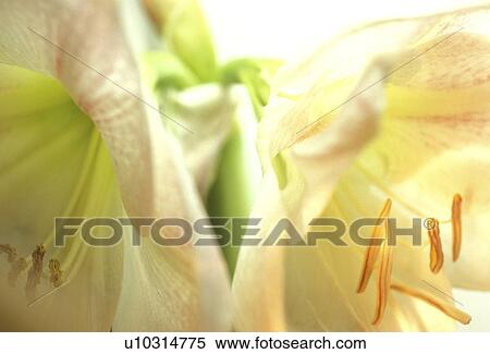 blossom, background, blooms, bloom, Bernhard, abloom View Large Photo Image Stock Photography - blossom, background, blooms, bloom, Bernhard, abloom. Fotosearch