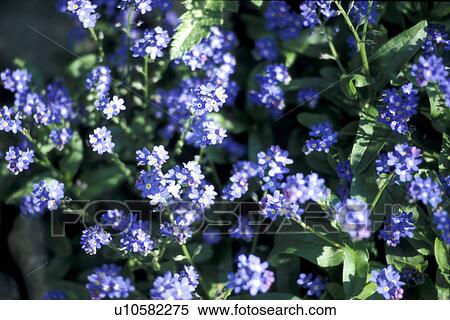 blossom, background, blooms, bloom, Bernhard, abloom View Large Photo Image Stock Photography - blossom, background, blooms, bloom, Bernhard, abloom. Fotosearch