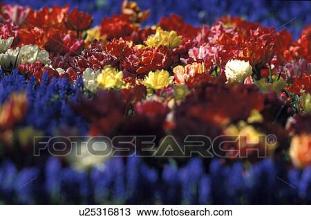 Stock Image - blue, buoyant, calf, colored, floriculture, flower bed, flowers. Fotosearch