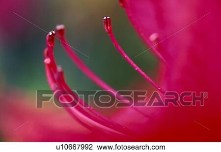 Stock Image - bluetenstempel, amaryllis, austria, bloom, blooming, blossom, blossoms. Fotosearch