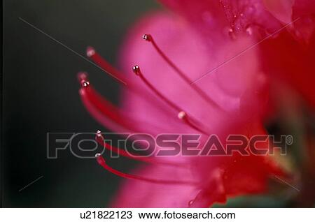 Stock Image - bluetenstempel, amaryllis, austria, background, bloom, blossom, bluetenstengel. Fotosearch