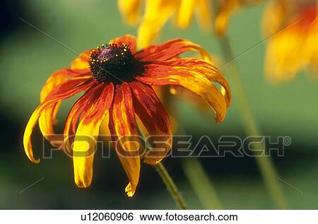 bluetenstempel, austria, balcony, black-eyed Susan, bloom, blossom, botany View Large Photo Image Stock Photograph - bluetenstempel, austria, balcony, black-eyed Susan, bloom, blossom, botany. Fotosearch