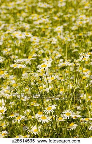 botanical, background, botanic, blossom, bloom, corolla, abstract View Large Photo Image Stock Photography - botanical, background, botanic, blossom, bloom, corolla, abstract. Fotosearch