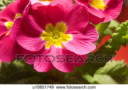 botanical, CLOSE, closeup, czech, flower, macro View Large Photo Image Stock Photo - botanical, CLOSE, closeup, czech, flower, macro. Fotosearch