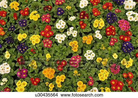 Picture - CLOSE, alfred, blossom, bloom, background, abloom. Fotosearch