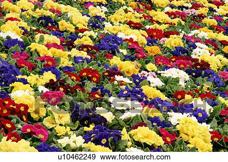 Stock Photo - CLOSE, alfred, blossom, bloom, background, abloom. Fotosearch