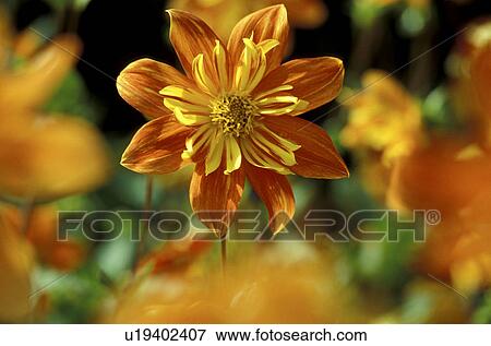 CLOSE, aster, blossom, bloom, autumn, close-up, abloom View Large Photo Image Stock Photo - CLOSE, aster, blossom, bloom, autumn, close-up, abloom. Fotosearch