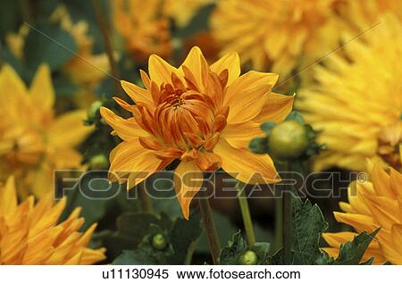 CLOSE, autumn, bud, blossom, bloom, close-up, abloom View Large Photo Image Stock Photography - CLOSE, autumn, bud, blossom, bloom, close-up, abloom. Fotosearch
