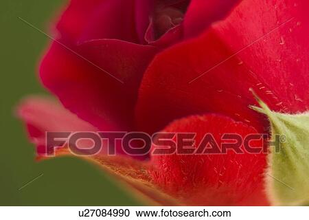 Stock Image - close-up, alfred, CLOSE, blossom, bloom, abloom. Fotosearch
