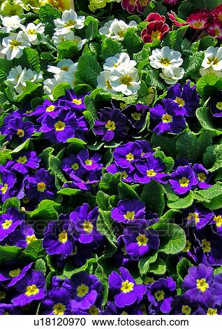 close-up, background, CLOSE, blossom, bloom, day, abloom View Large Photo Image Stock Image - close-up, background, CLOSE, blossom, bloom, day, abloom. Fotosearch