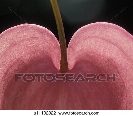 Stock Image - Cologne, andreas, bloom, biology, background, amorous. Fotosearch