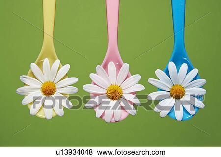 Stock Photo - colored, background, blossom, beauty, beautiful, Compositae, anordnung. Fotosearch