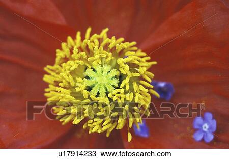 dahlia, bloom, close-up, CLOSE, blossom, day, abloom View Large Photo Image Stock Image - dahlia, bloom, close-up, CLOSE, blossom, day, abloom. Fotosearch
