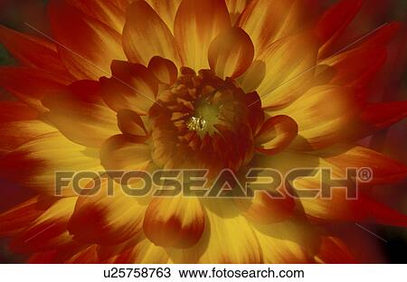 Stock Image - dahlia, bloom, close-up, CLOSE, blossom, day, abloom. Fotosearch