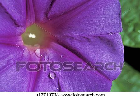 day, bloom, close-up, CLOSE, blossom, flower, abloom View Large Photo Image Stock Photo - day, bloom, close-up, CLOSE, blossom, flower, abloom. Fotosearch