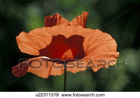 day, bloom, close-up, CLOSE, blossom, flower, abloom View Large Photo Image Stock Photo - day, bloom, close-up, CLOSE, blossom, flower, abloom. Fotosearch