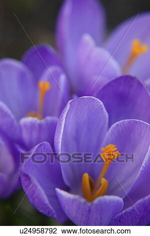 Stock Image - ecology, lea, blooming, grass, winter, blissfulness, flower. Fotosearch