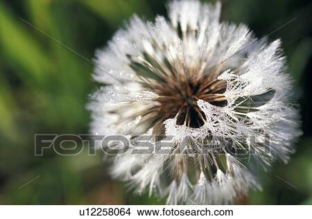 faded, blowball, dandelion, calf, burgenland, flower, austria View Large Photo Image Picture - faded, blowball, dandelion, calf, burgenland, flower, austria. Fotosearch