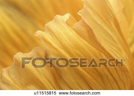 Stock Photography - falten, abloom, background, beauty, Bernhard, bloom. Fotosearch
