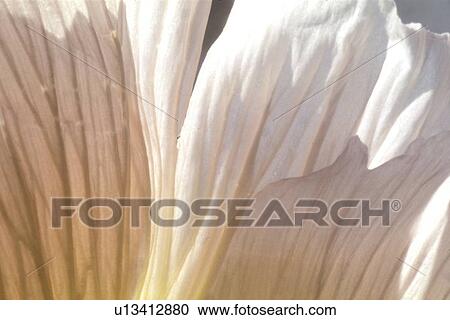 Stock Image - falten, abloom, background, Bernhard, bloom, blooms. Fotosearch