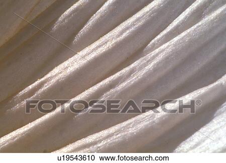 Stock Image - falten, abloom, background, Bernhard, bloom, blooms. Fotosearch