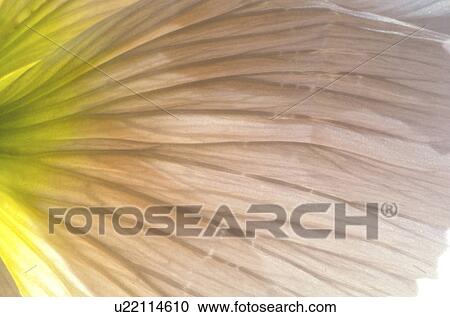 Stock Image - falten, abloom, background, Bernhard, bloom, blooms. Fotosearch