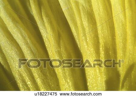 Stock Photography - falten, abloom, background, Bernhard, bloom, blooms. Fotosearch