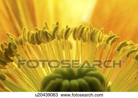 falten, stempel, abloom, background, Bernhard, bloom View Large Photo Image Stock Image - falten, stempel, abloom, background, Bernhard, bloom. Fotosearch