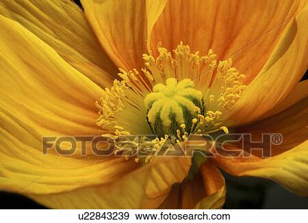 Stock Photo - falten, stempel, abloom, background, beauty, Bernhard. Fotosearch