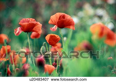 flora, austria, cornfield, contrast, calf, flower, agriculture View Large Photo Image Stock Photo - flora, austria, cornfield, contrast, calf, flower, agriculture. Fotosearch