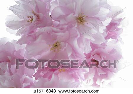 Stock Image - florist, cerasus, cherry, arboretum, horticulture, bedecking, yedoensis. Fotosearch