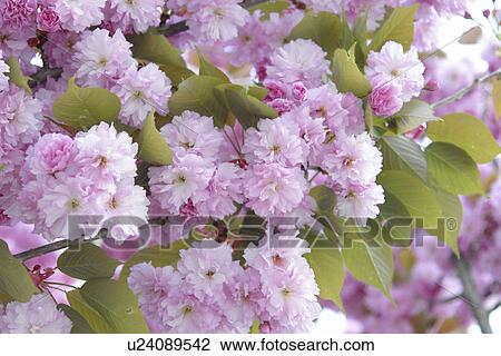 florist, cerasus, cherry, arboretum, horticulture, bedecking, yedoensis View Large Photo Image Stock Image - florist, cerasus, cherry, arboretum, horticulture, bedecking, yedoensis. Fotosearch
