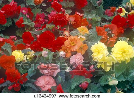 Stock Photo - flower, bathe, colorful, colored, calf, germany, affection. Fotosearch