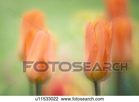 Stock Image - flower bed, calf, flora, dainty, colorful, flowers, austria. Fotosearch