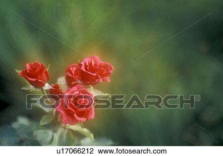 garden, bathe, flower, flora, calf, affection View Large Photo Image Stock Image - garden, bathe, flower, flora, calf, affection. Fotosearch