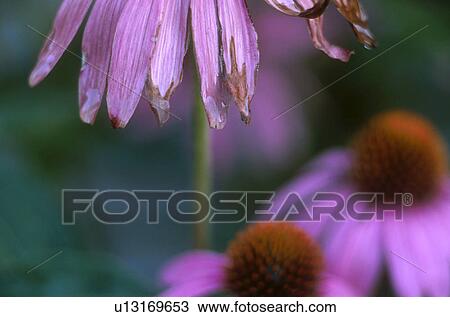 Stock Image - garden, calf, flower, flora, echinacea, medicinal plant, austria. Fotosearch