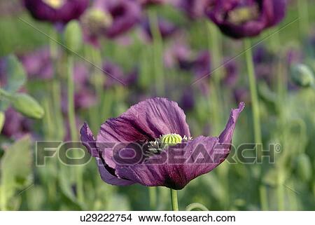 outdoors, paint, addition, cultivation, growing, flora View Large Photo Image Picture - outdoors, paint, addition, cultivation, growing, flora. Fotosearch