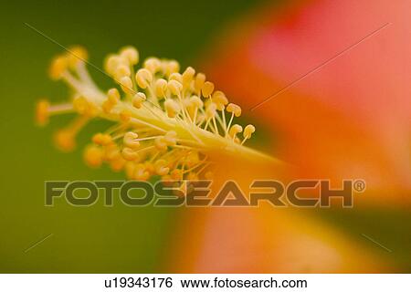 stempel, abloom, alfred, bloom, blossom, bot View Large Photo Image Stock Photograph - stempel, abloom, alfred, bloom, blossom, bot. Fotosearch